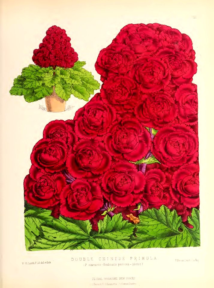 1874 Plate 123