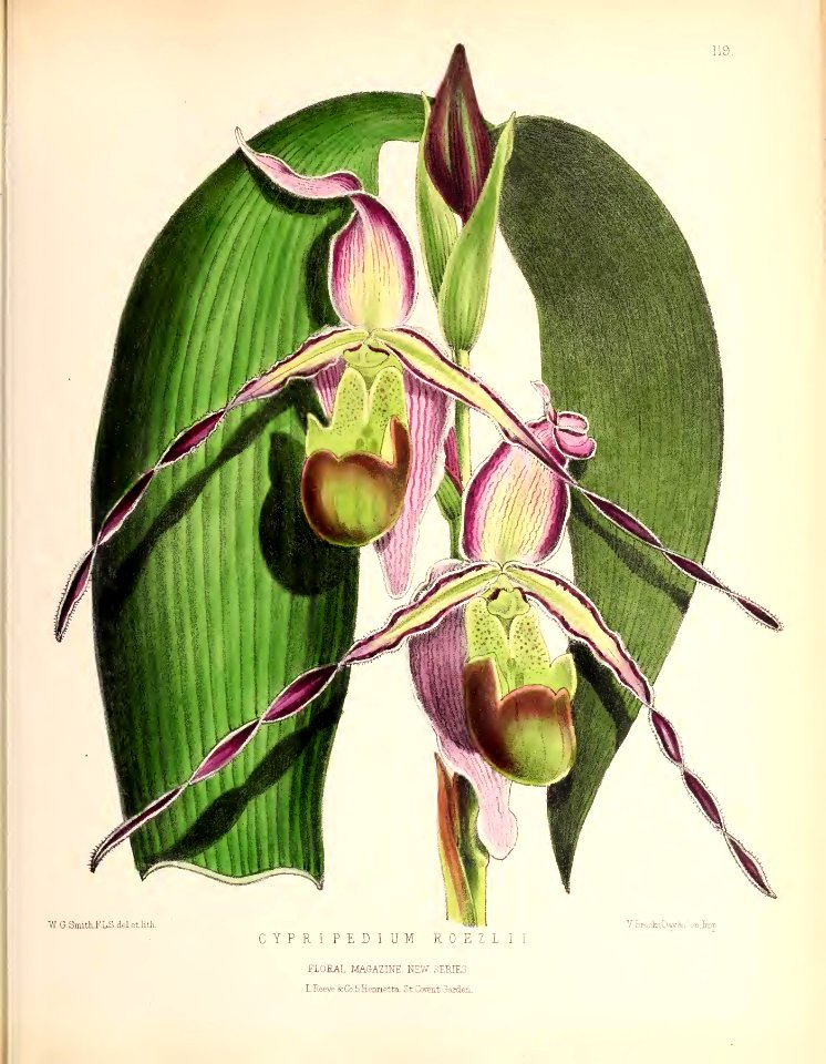 1874 Plate 119
