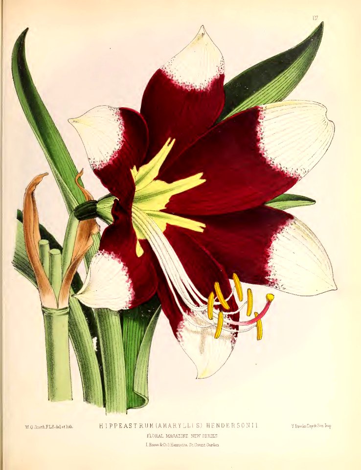 1874 Plate 117