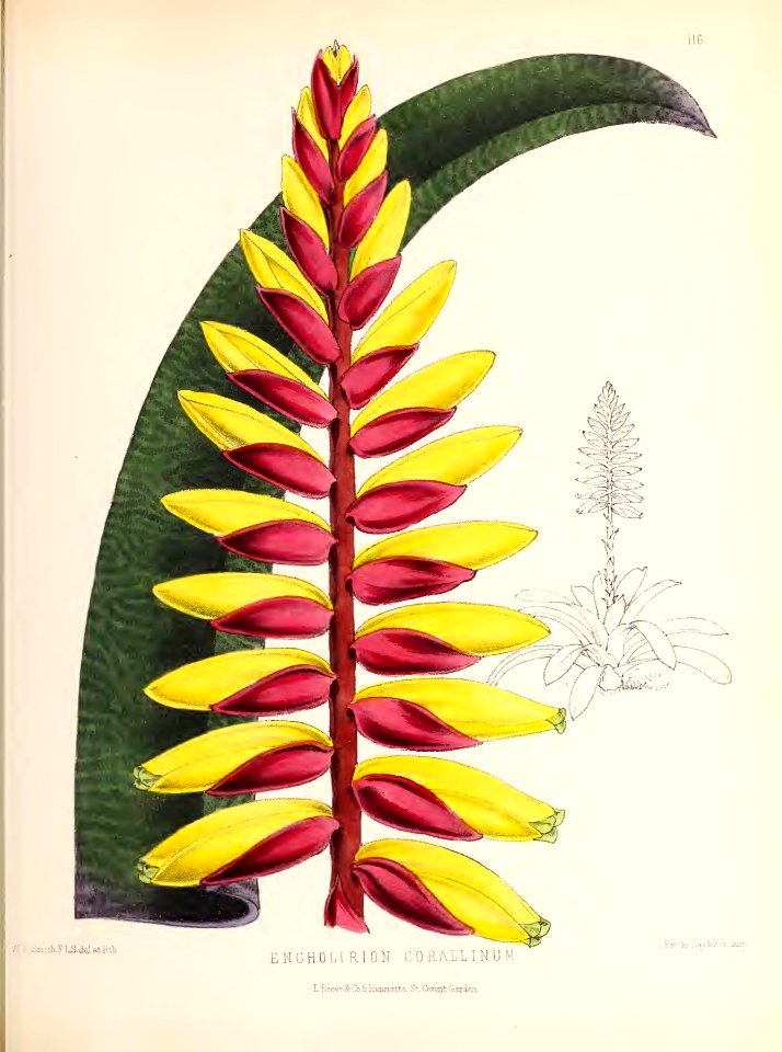1874 Plate 116