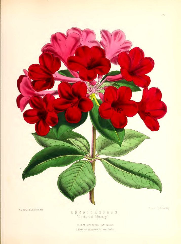 1874 Plate 115