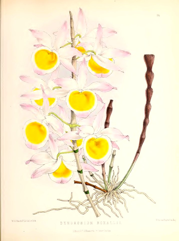 1874 Plate 114