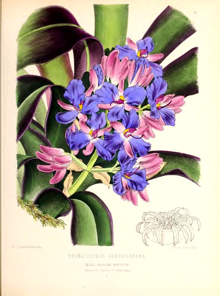 1874 Plate 113