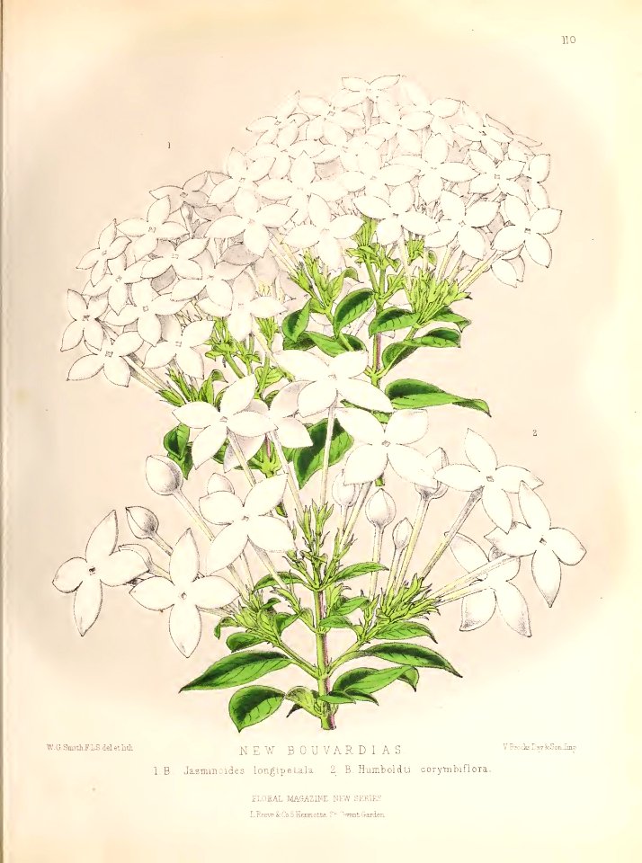 1874 Plate 110