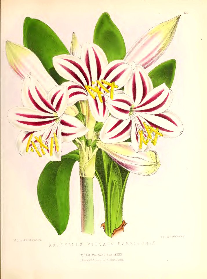 1874 Plate 109