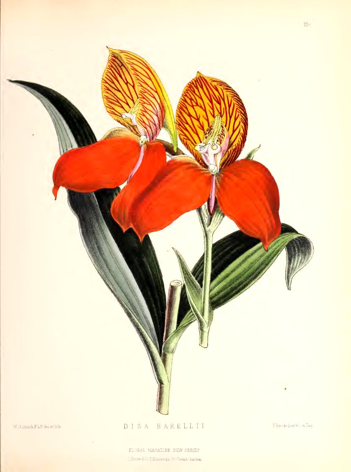1874 Plate 104