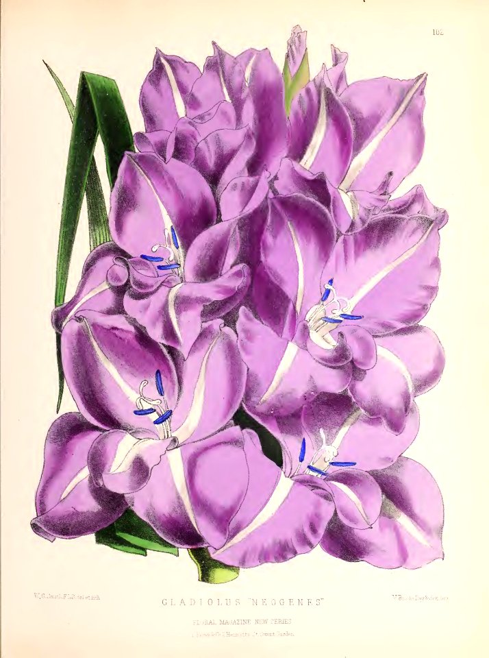 1874 Plate 102