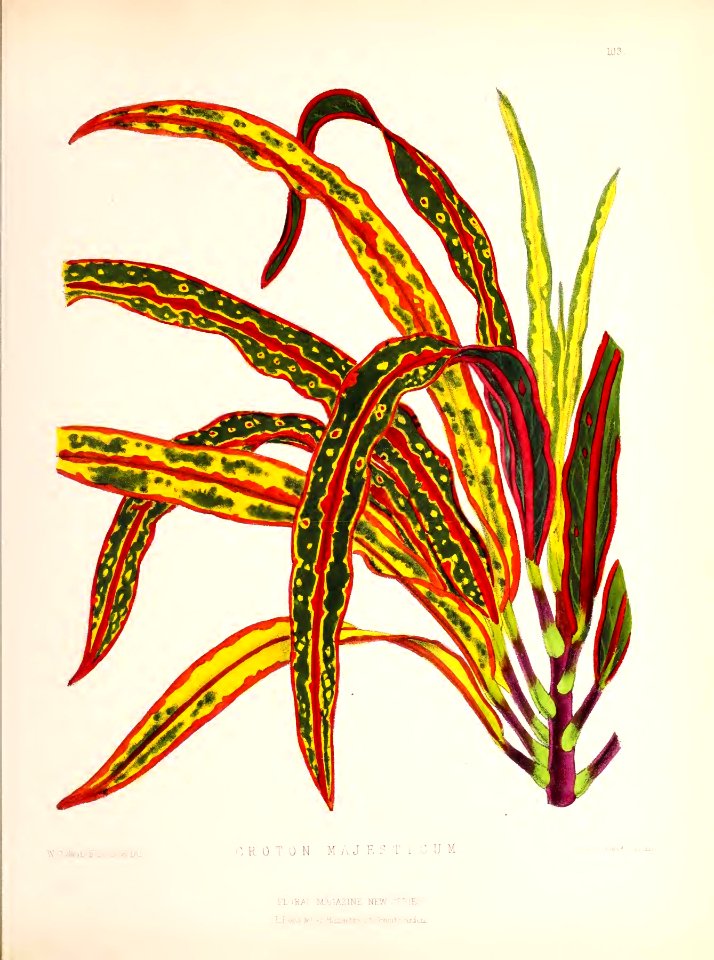 1874 Plate 103