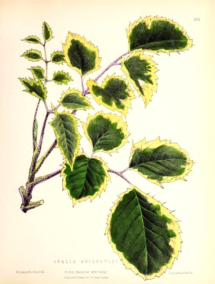 1874 Plate 100