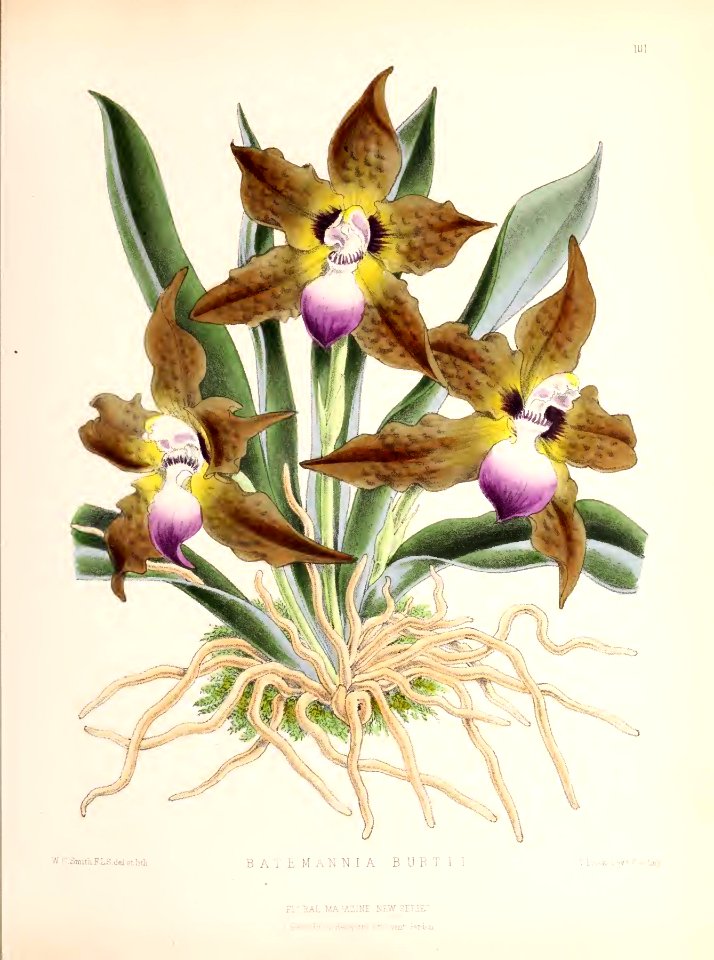 1874 Plate 101