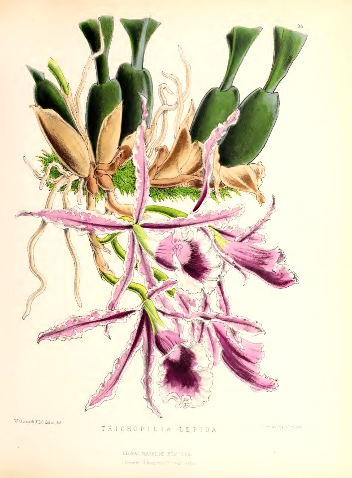 1874 Plate 98