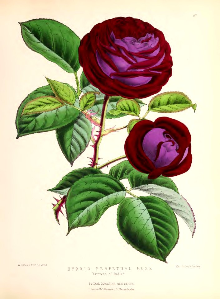 1874 Plate 97