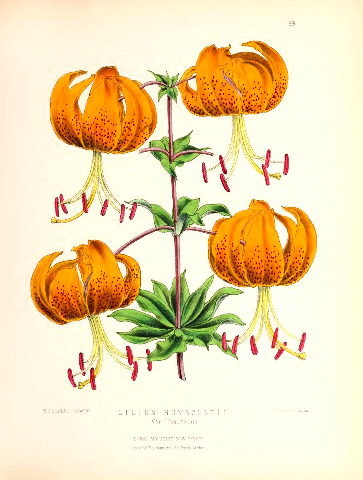 1874 Plate 99
