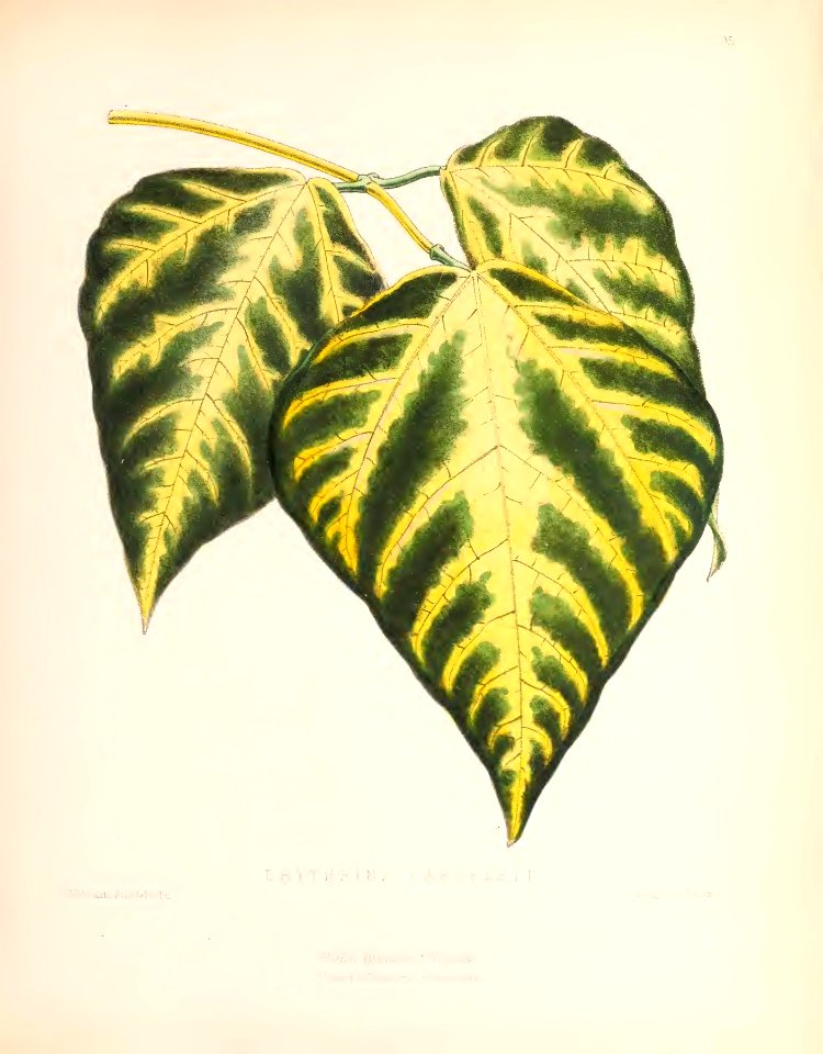 1873 Plate 95