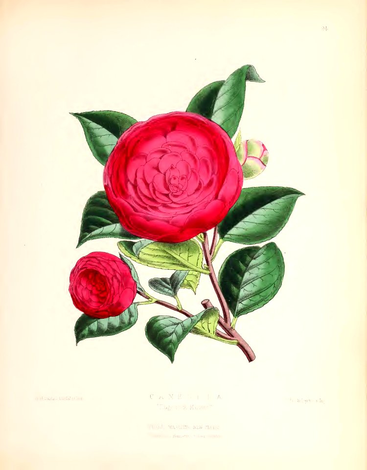 1873 Plate 94