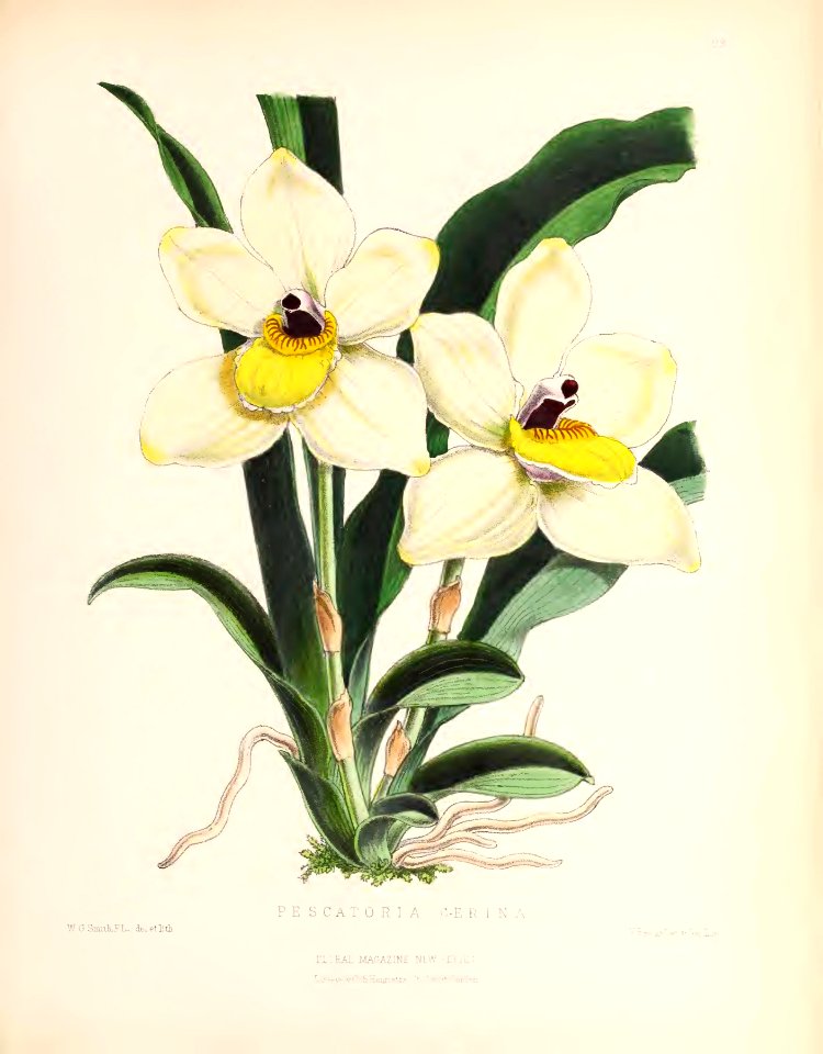 1873 Plate 93