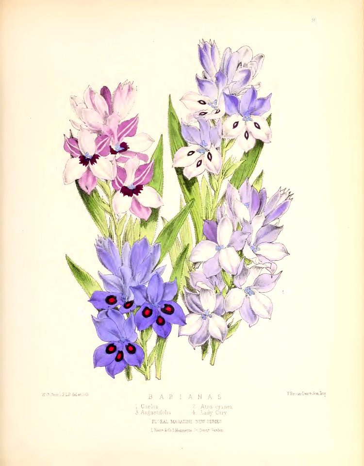 1873 Plate 91