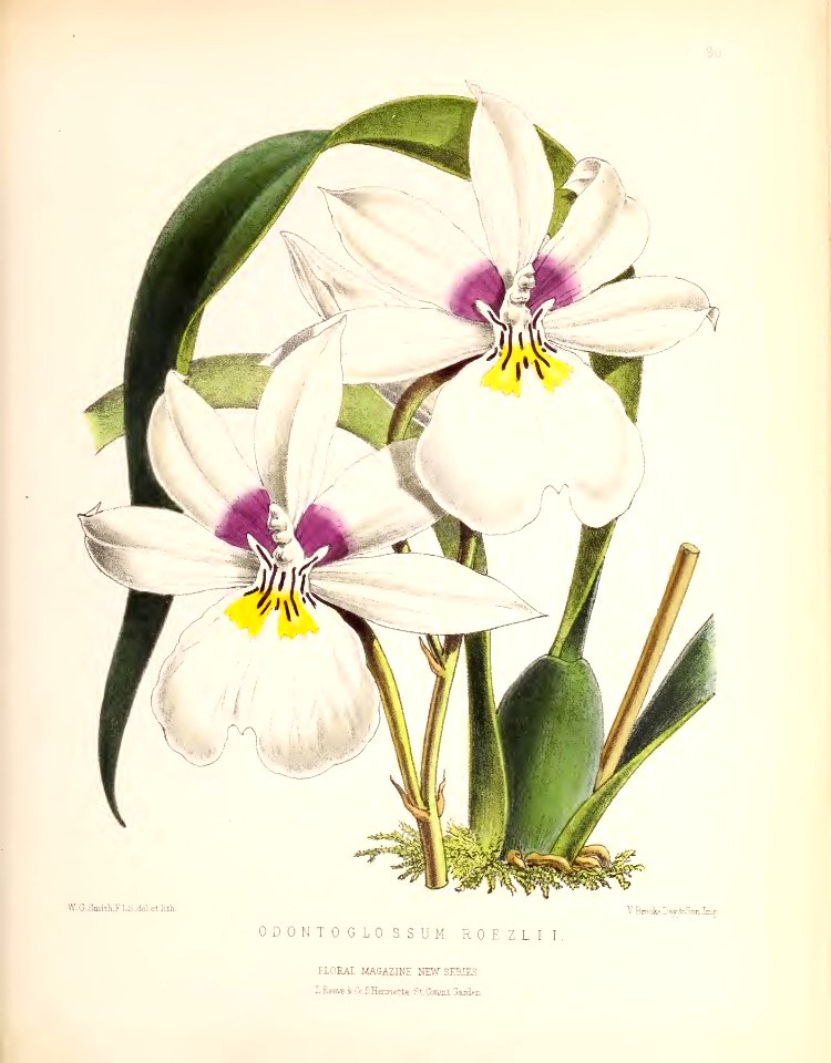 1873 Plate 90