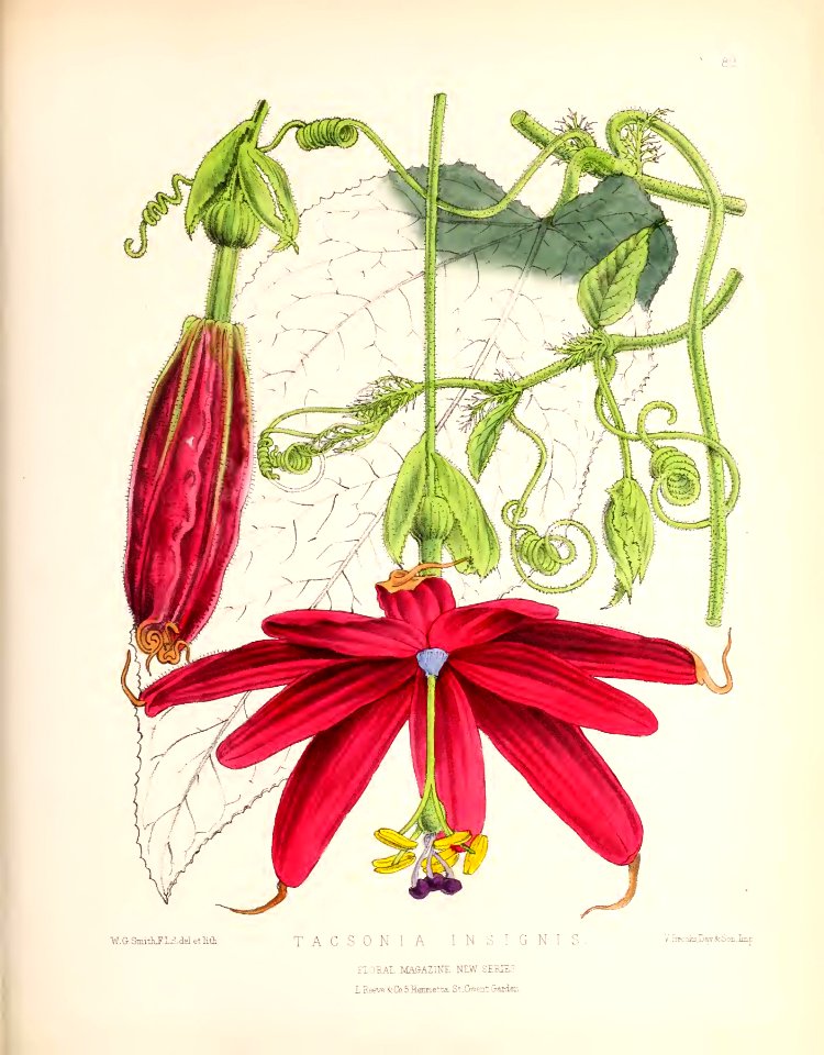 1873 Plate 89