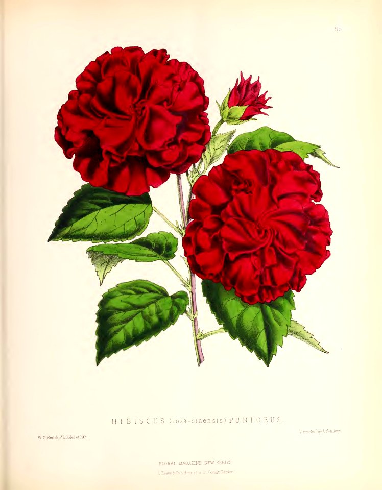 1873 Plate 85