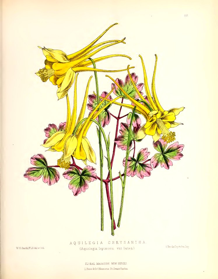 1873 Plate 88