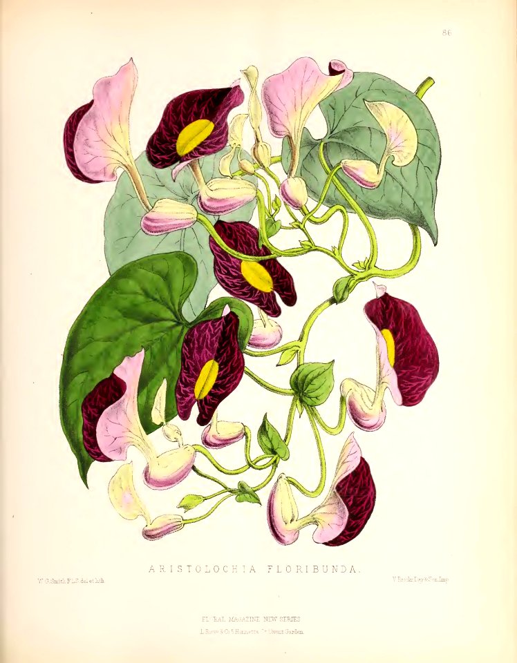 1873 Plate 86