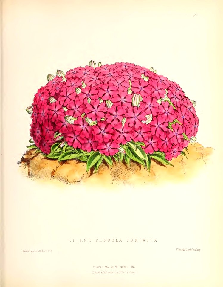 1873 Plate 84