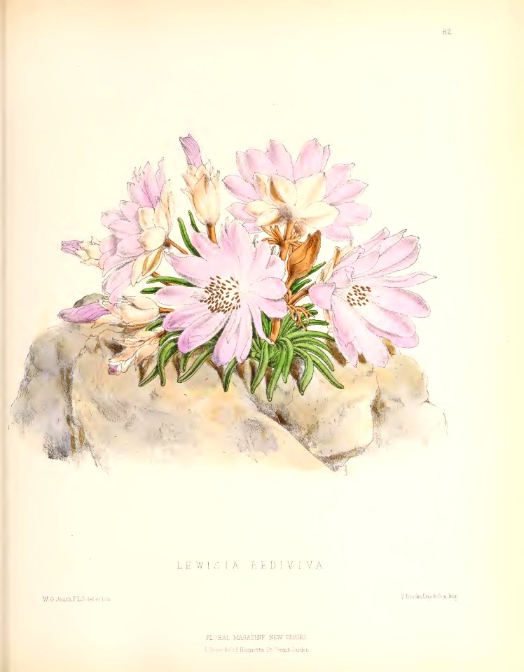 1873 Plate 82