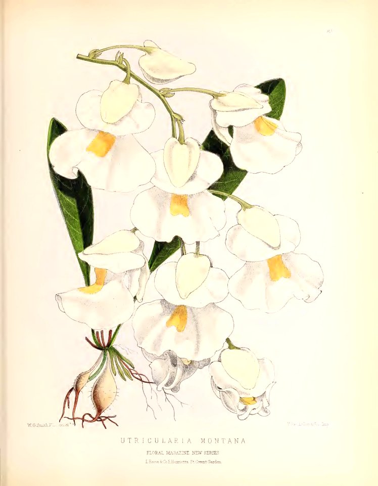 1873 Plate 83