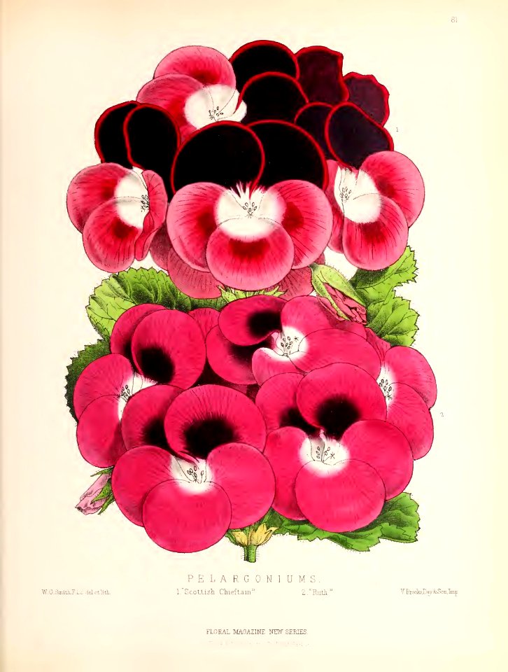 1873 Plate 81