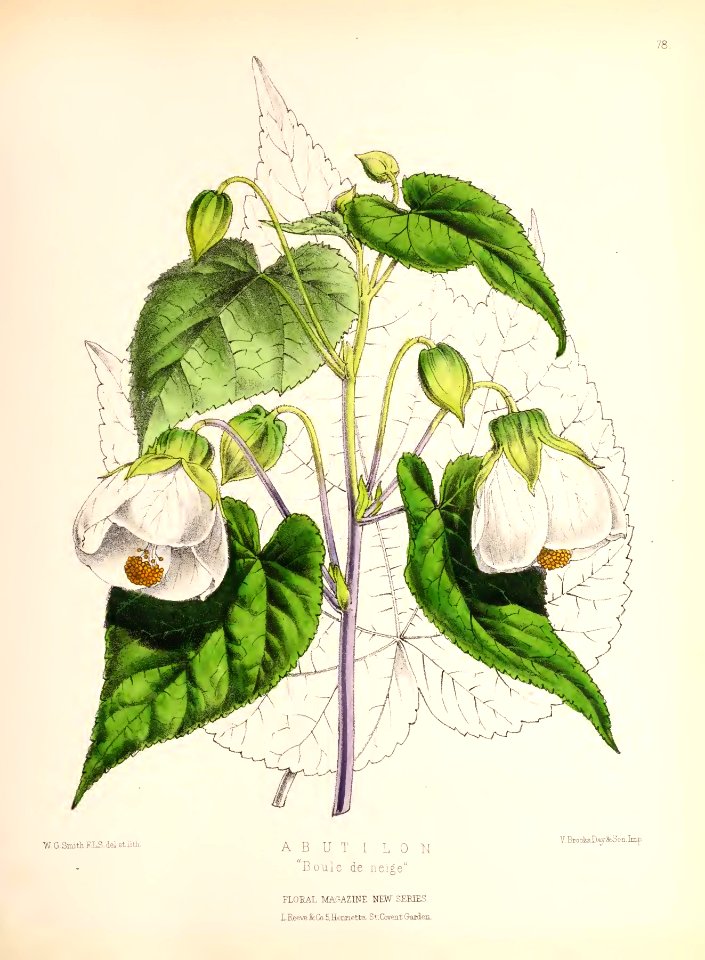 1873 Plate 78