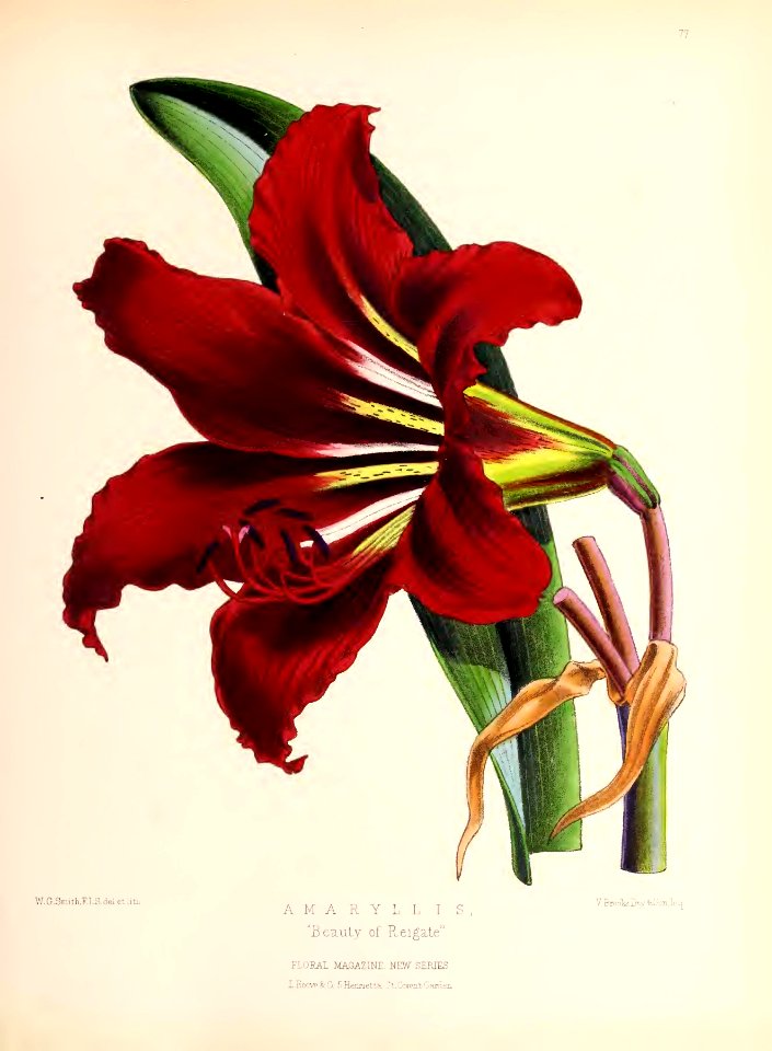 1873 Plate 77