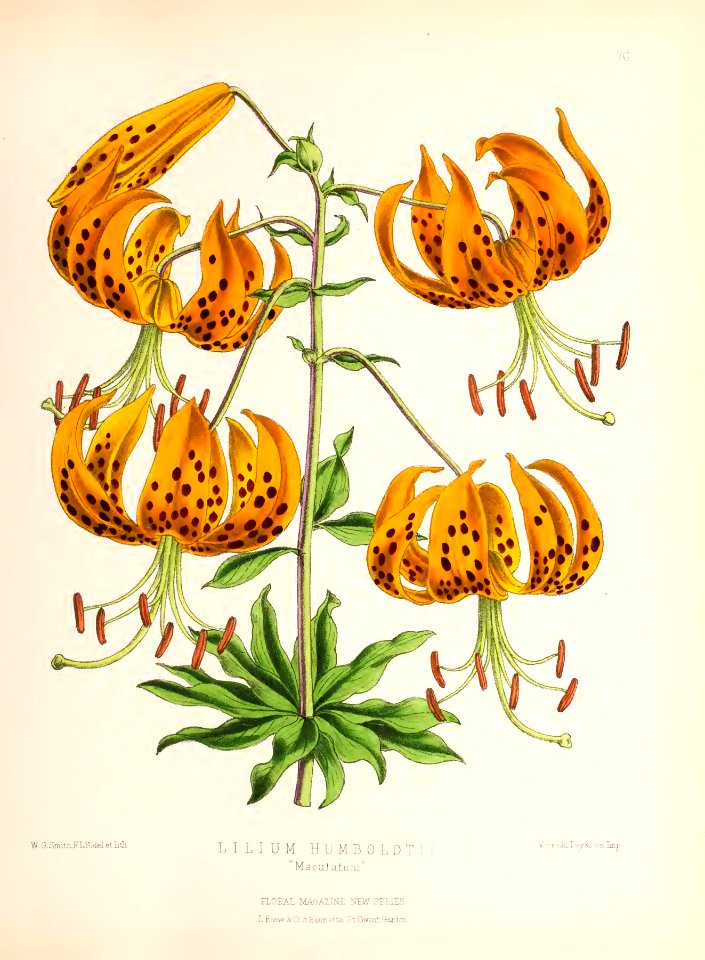 1873 Plate 76