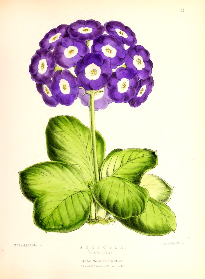 1873 Plate 75