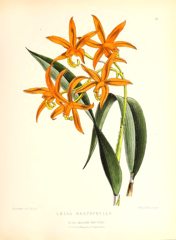 1873 Plate 70