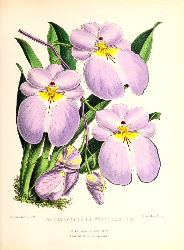 1873 Plate 73