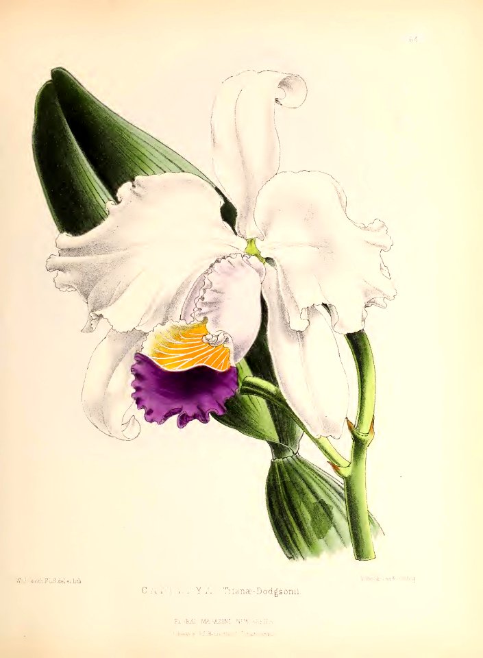 1873 Plate 64
