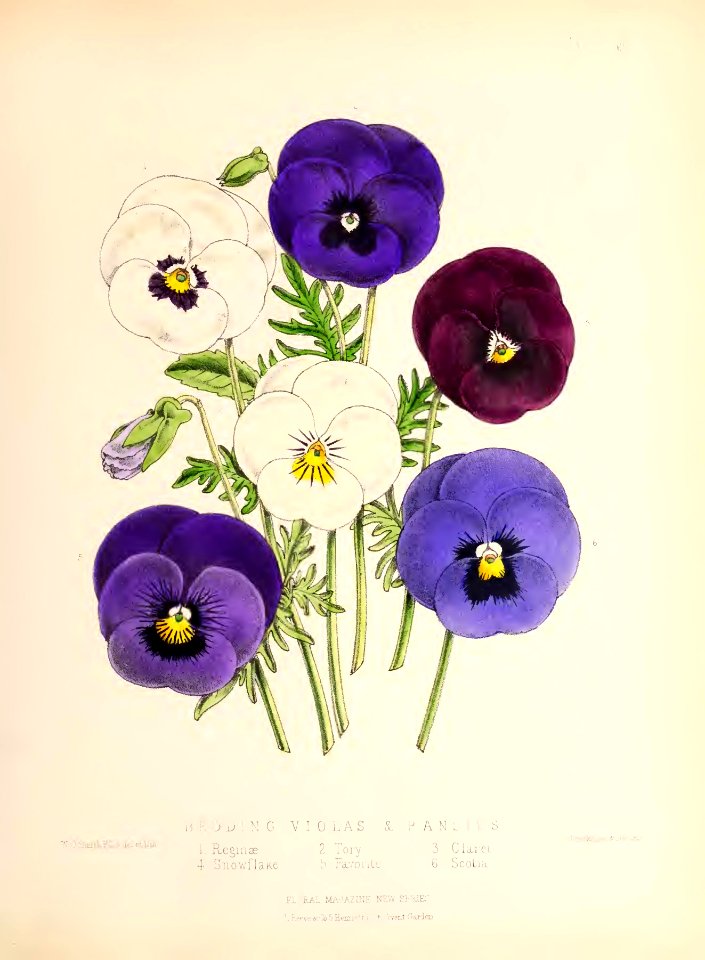1873 Plate 62