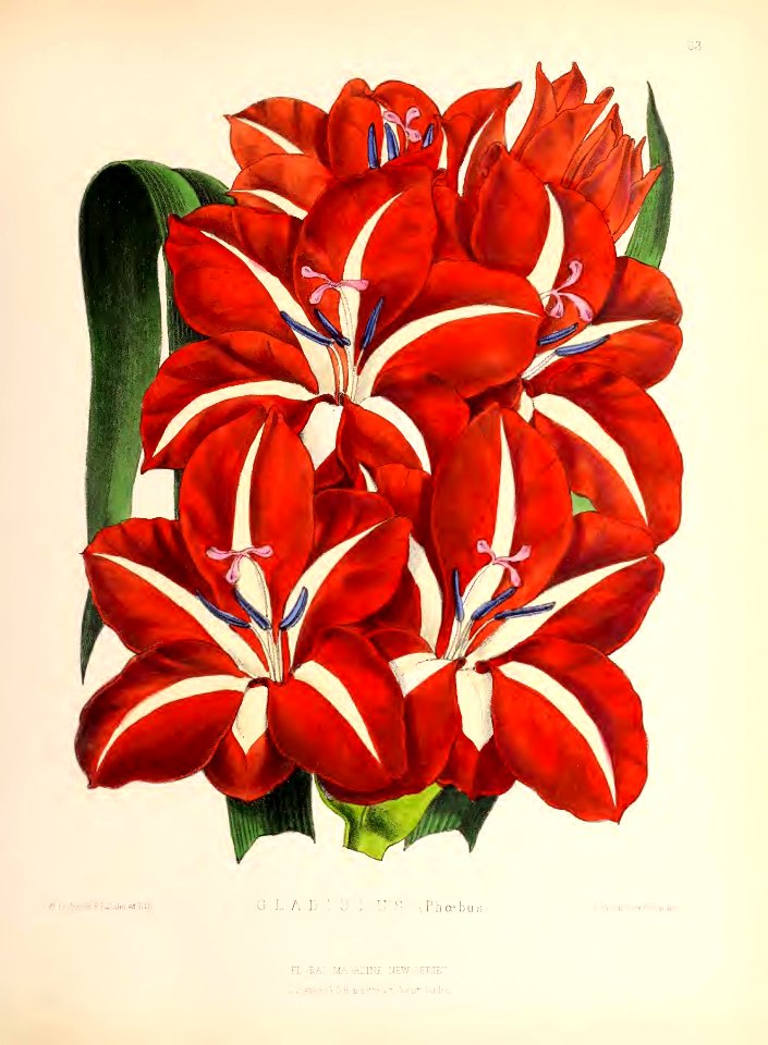 1873 Plate 63