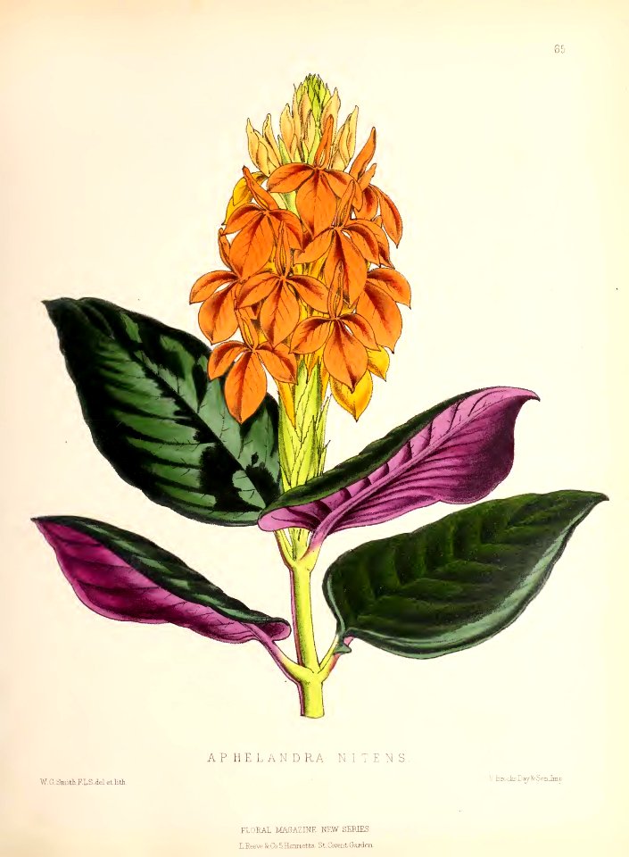1873 Plate 65