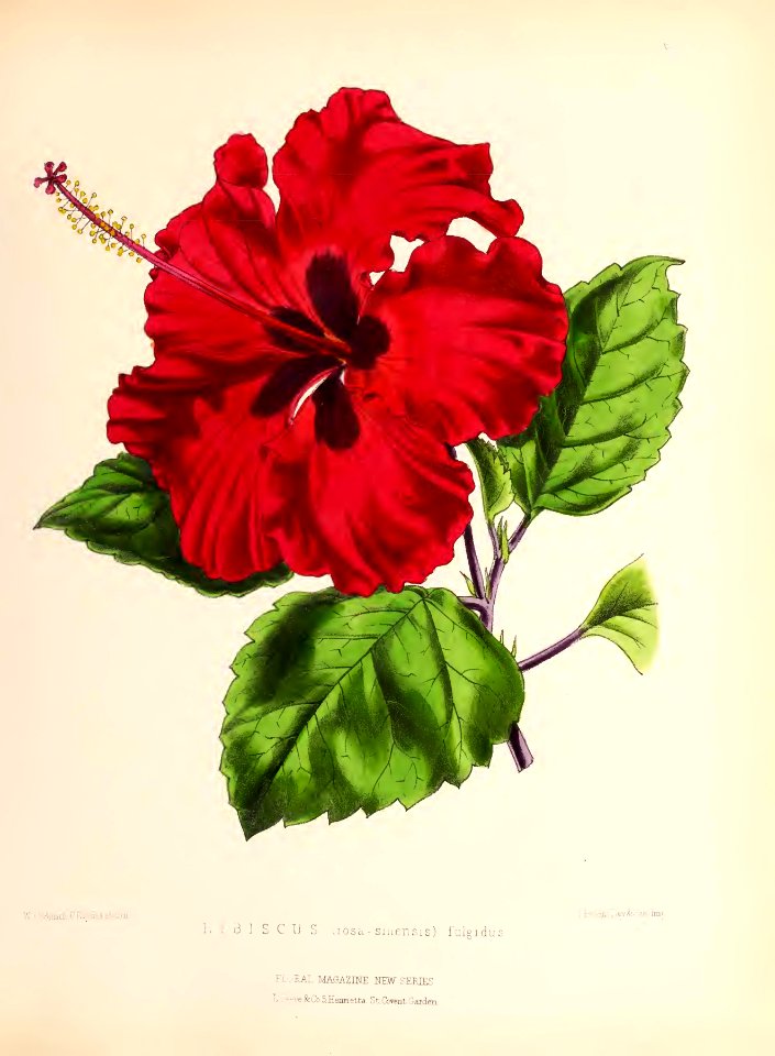 1873 Plate 61
