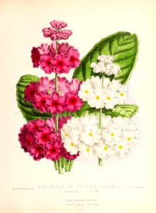 1873 Plate 59