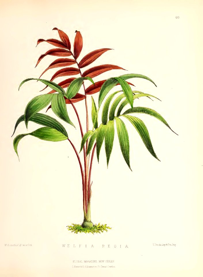 1873 Plate 60