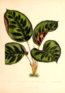 1873 Plate 53