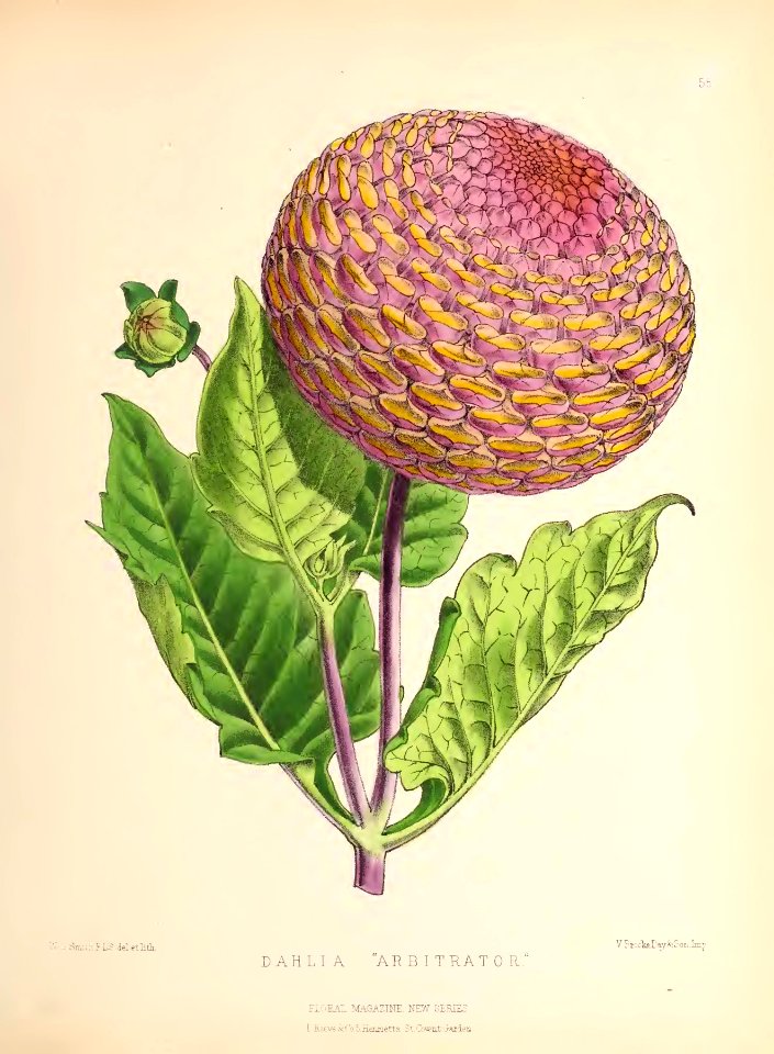 1873 Plate 55