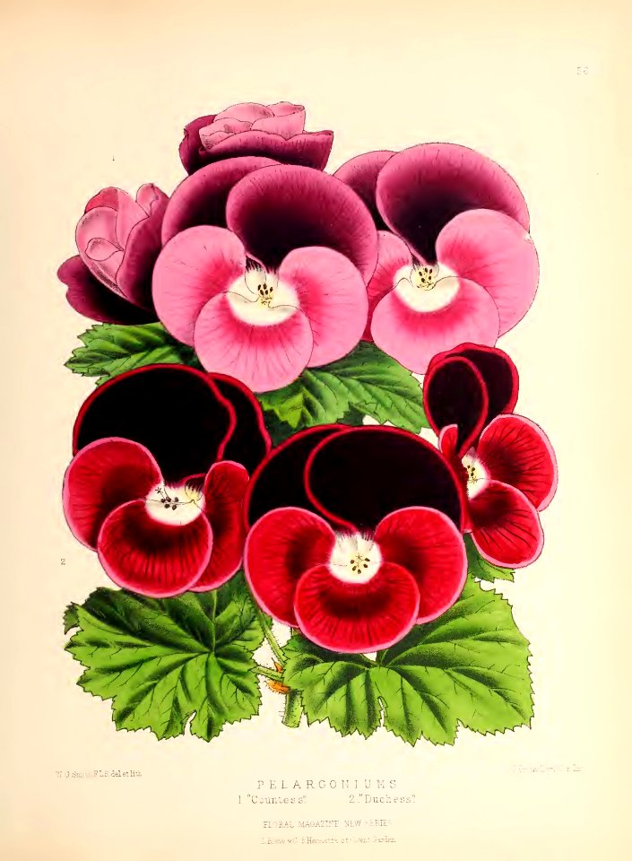 1873 Plate 56