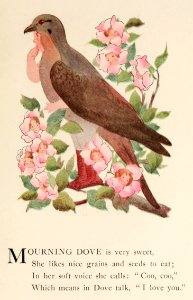 76 Mourning Dove