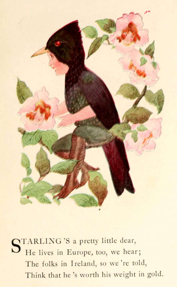 74 Starling