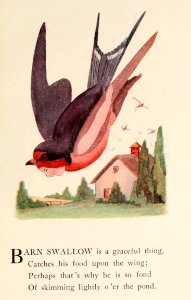 72 Barn Swallow