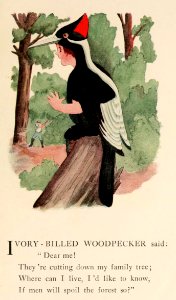 70 Ivory Billed Woodpecker